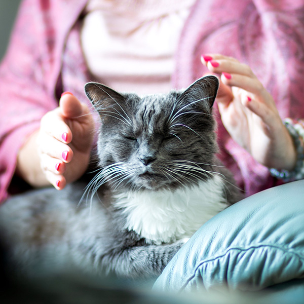 Communication animale - Mélanie Durand